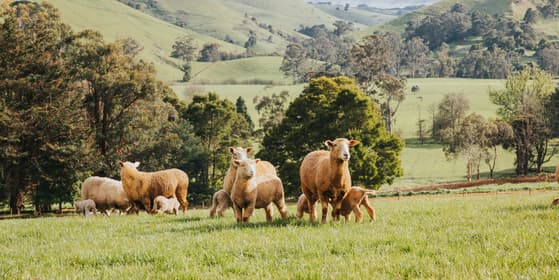 CSIRO Image2Biomass Prediction